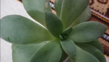 Echeveria Carnicolor – Suculenta com Roseta Achatada Folhas Longas