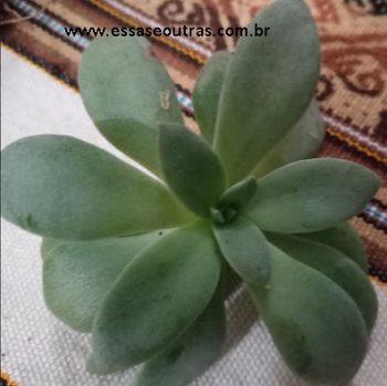 Echeveria Carnicolor – Suculenta com Roseta Achatada Folhas Longas