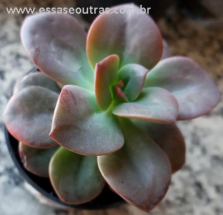 foto-da-suculenta-echeveria-chroma-