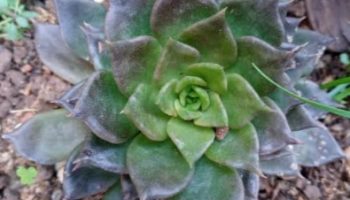 Echeverias Escuras – Black Prince, Hot Chocolate, Affinis – Diferenças
