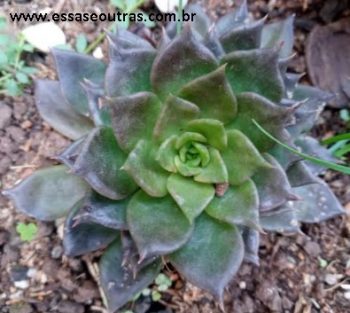 Echeverias Escuras – Black Prince, Hot Chocolate, Affinis – Diferenças
