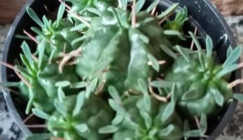 Suculenta Globosa – Almofada de Espinhos – Euphorbia pulvinata Marloth