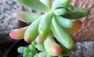 Sedum Dedo de Moça Foto e Muda Suculenta Sedum Pachyphyllum Rose