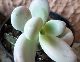 Suculenta Pedra da Lua – Flor, Foto Muda Pachyphytum oviferum Purpus