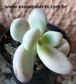foto-suculenta-pachyphytum-oviferum-