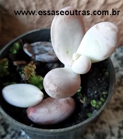 foto-da-suculenta-pedra-da-lua-