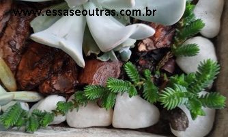 Crassula Muscosa Foto e Identificação – Como Regar, Plantar, Fazer Muda