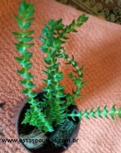 crassula-muscosa-minor-ou-l