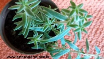 Sedum Tapete – Sedum Lineare Thunb. Variegata – Foto e Cuidados