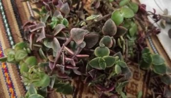 Suculenta Rosário de Corações – Crassula Pellucida L. Variegata – Muda