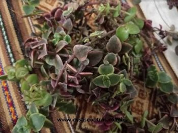 Suculenta Rosário de Corações – Crassula Pellucida L. Variegata – Muda