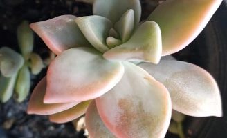 Suculenta com Folhas Rosadas – Graptopetalum Paraguaiense Victor Kane