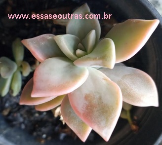 suculenta-com-folhas-rosadas-graptopetalum