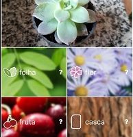 Aplicativos Grátis para Identificar Plantas –  Como Baixar e Usar