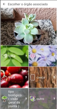 como-baixar-aplicativo-grátis-para-nomear-flores-