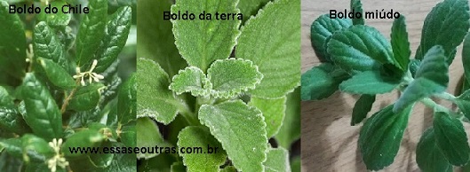 foto-tipos-de-boldo-da-terra-chile-