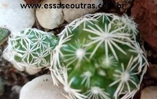 Cacto Dedal com Espinhos Brancos – Mammillaria Gracilis Como Cuidar