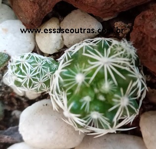 Cacto Dedal com Espinhos Brancos – Mammillaria Gracilis Como Cuidar