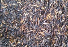 Casca de Arroz Carbonizada – Como Usar e Benefícios para as Plantas