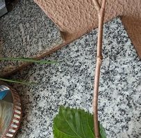 Como Fazer Muda de Amora com Galhos da Amoreira dando Fruto