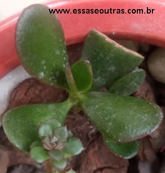 muda-da-crassula-ovata-planta-jade-