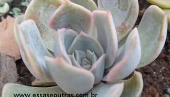 Echeveria Peacockii, Desmetiana ou Pavo real – Foto e Como Cuidar