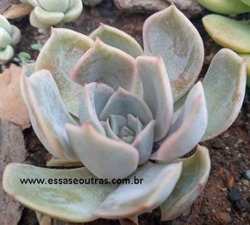 Echeveria Peacockii, Desmetiana ou Pavo real – Foto e Como Cuidar
