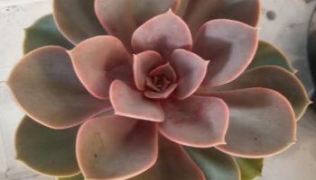 Echeveria Perle Von Nürnberg – Foto da Muda, Roseta Rosa Como Cuidar