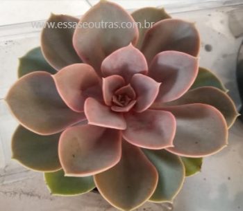 Echeveria Perle Von Nürnberg – Foto da Muda, Roseta Rosa Como Cuidar