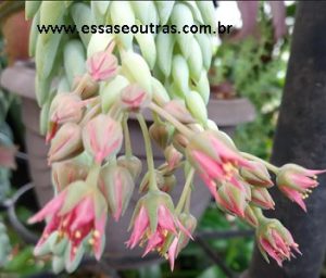 foto-da-flor-da-suculenta-rabo-de-burro-