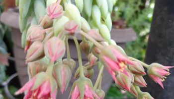 Suculenta Rabo de Burro – Sedum Morganianum – Foto da Flor, Cuidados