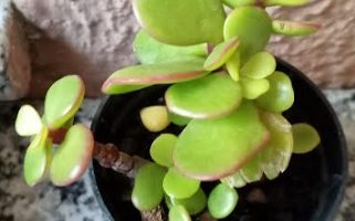 Grama de Elefante ou Mini Jade – Portulacaria afra com Bordas vermelhas