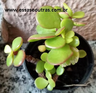 muda-da-grama-de-elefante-mini-jade-