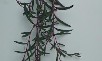 Suculenta Colar de Rubi – Floração Othonna Capensis no Sol, Cuidados