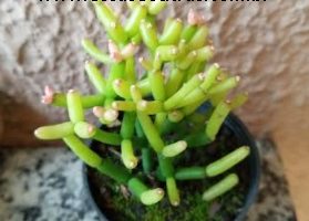 Cacto Macarrão – Rhipsalis Baccífera – Como Cuidar, fazer Muda e Flor