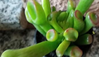 Suculenta Orelha de Shrek – Crassula Ovata Gollum, Hobbit e Variações