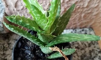 Aloe Juvenna – Aloe Dente de Tigre – Foto da Muda, cor da Flor, Cuidados