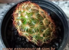 Cacto Dedo de Dama – Mammillaria elongata D.C. – Foto e Cuidados