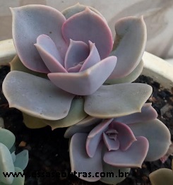 foto-da-muda-da-echeveria-perle-von-nürnberg