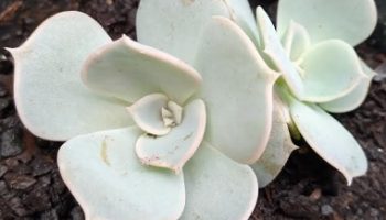 Echeveria Lilacina – Foto, Como Fazer Muda, Suculenta de Sol ou Sombra