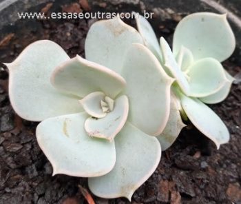 Echeveria Lilacina – Foto, Como Fazer Muda, Suculenta de Sol ou Sombra