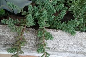 Suculenta Colar de Princesa – Sedum Hemsleyanum – Foto e Cuidados