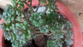 Echeveria Supia Suculenta Arbustiva de Mini Rosetas verdes e Vermelhas