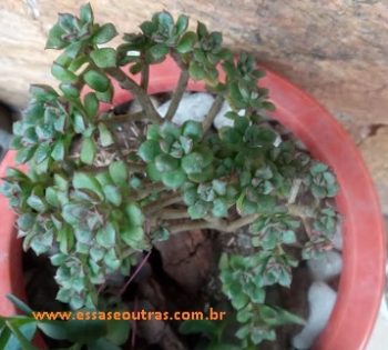 Echeveria Supia Suculenta Arbustiva de Mini Rosetas verdes e Vermelhas
