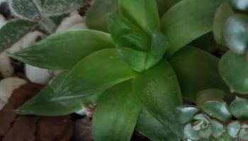 Planta Esmeralda ou Estrela do Mar – Como Cuidar Haworthia Cymbiformis