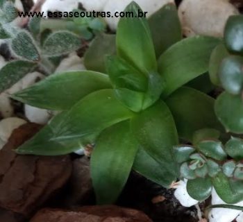 Planta Esmeralda ou Estrela do Mar – Como Cuidar Haworthia Cymbiformis