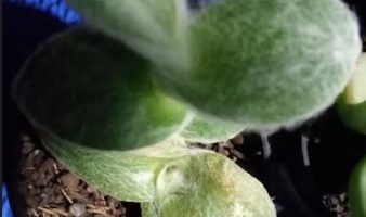 Suculenta Teia de Aranha, Veludo Branco Foto Tradescantia Sillamontana
