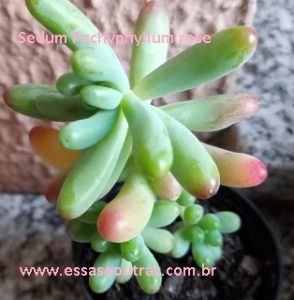 suculentas-dedo-de-moça-sedum-pachyphyllum-rose-