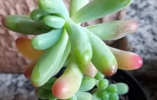Suculentas Dedo de Moça Sedum Rubrotinctum Sedum pachyphyllum rose