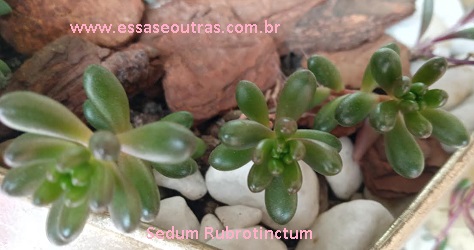 sedum-rubtotinctum-foto